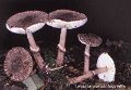 Lepiota pseudohelveola-amf74